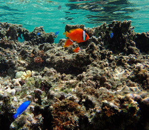 珊瑚のや魚がたくさんいる海